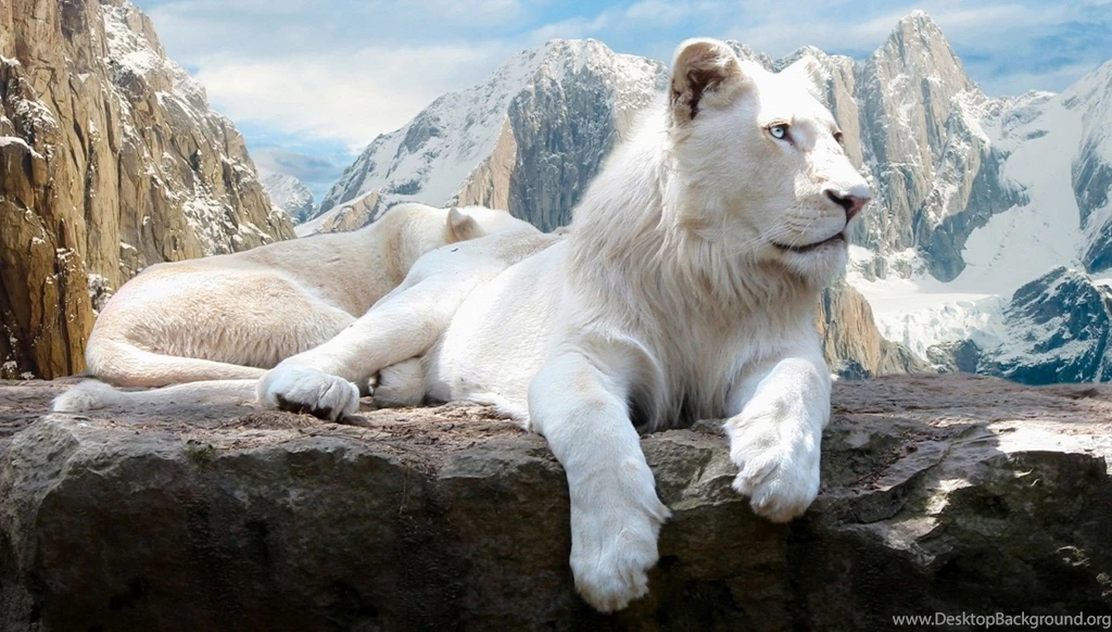 Lion White Lion Wallpapers For Desktop Free Download ...