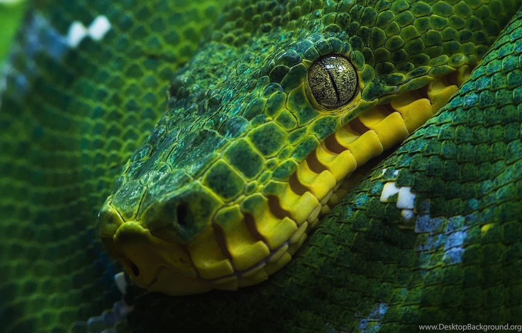 Reptiles: Snake Reptile Skin Green Yellow Animale Snake1 High ...