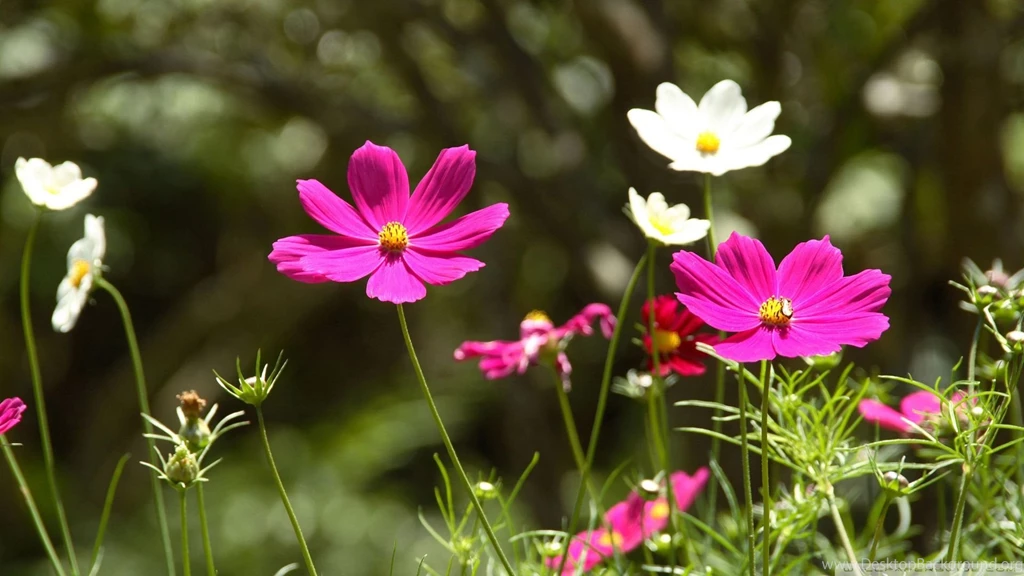 New HD Flower Wallpapers HD Wallpapers Desktop Wallpapers ...