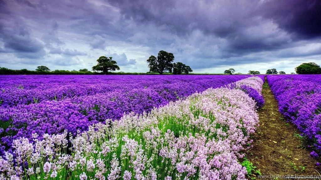 Field Of Flowers HD Wallpapers