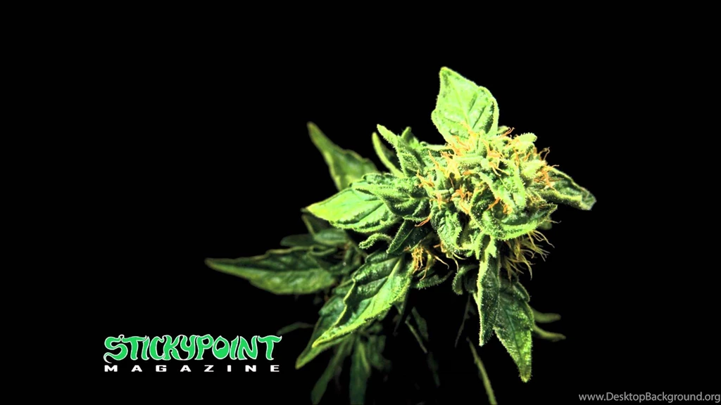 Slightly Stoopid Closer To The Sun (HD) YouTube
