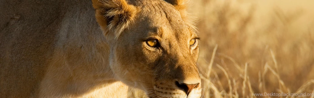 Lioness Backgrounds Wallpapers