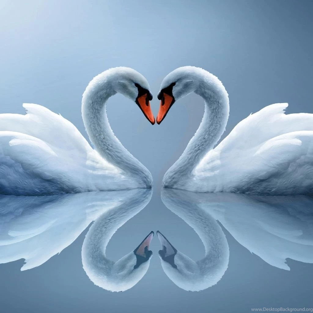 Swan Free Ipad Wallpapers