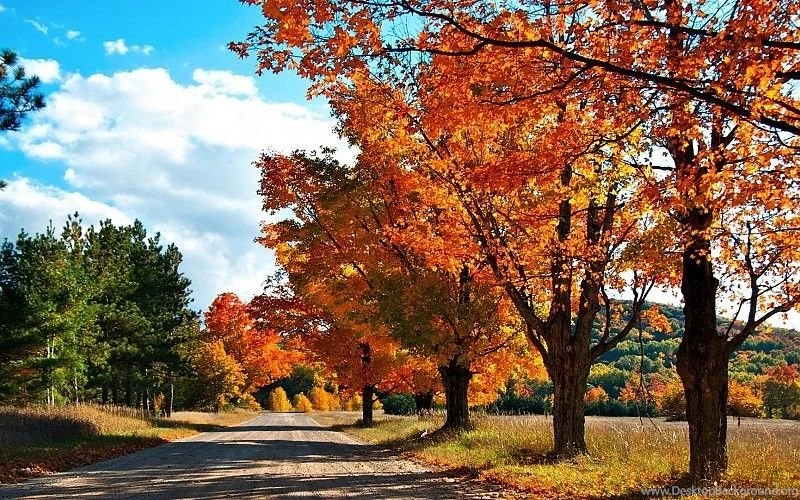 Autumn Trees Beside Road Nature HD Wallpapers Free Desktop ...