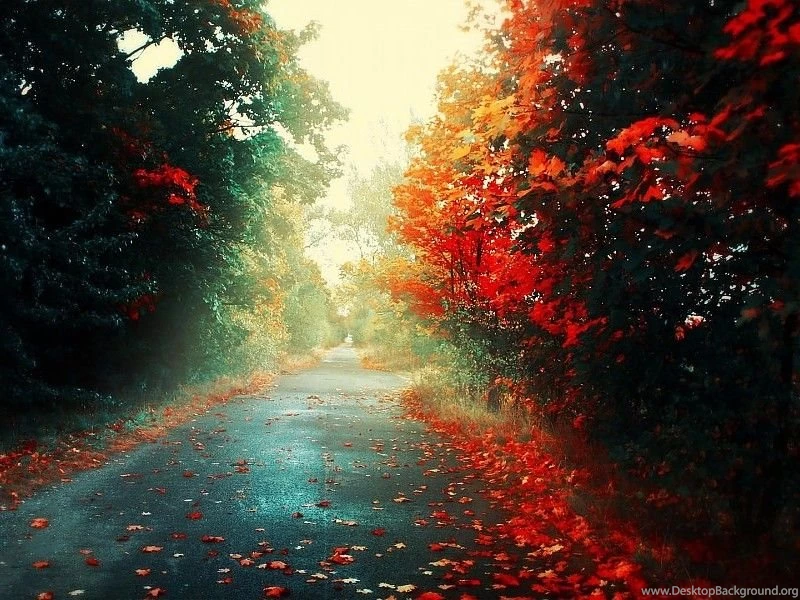 Colorful Autumn Road HD Wallpapers Free Desktop Backgrounds And ...