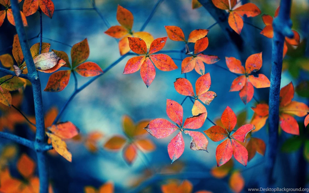 Download Autumn Orange Leaves Nature HD Wallpapers