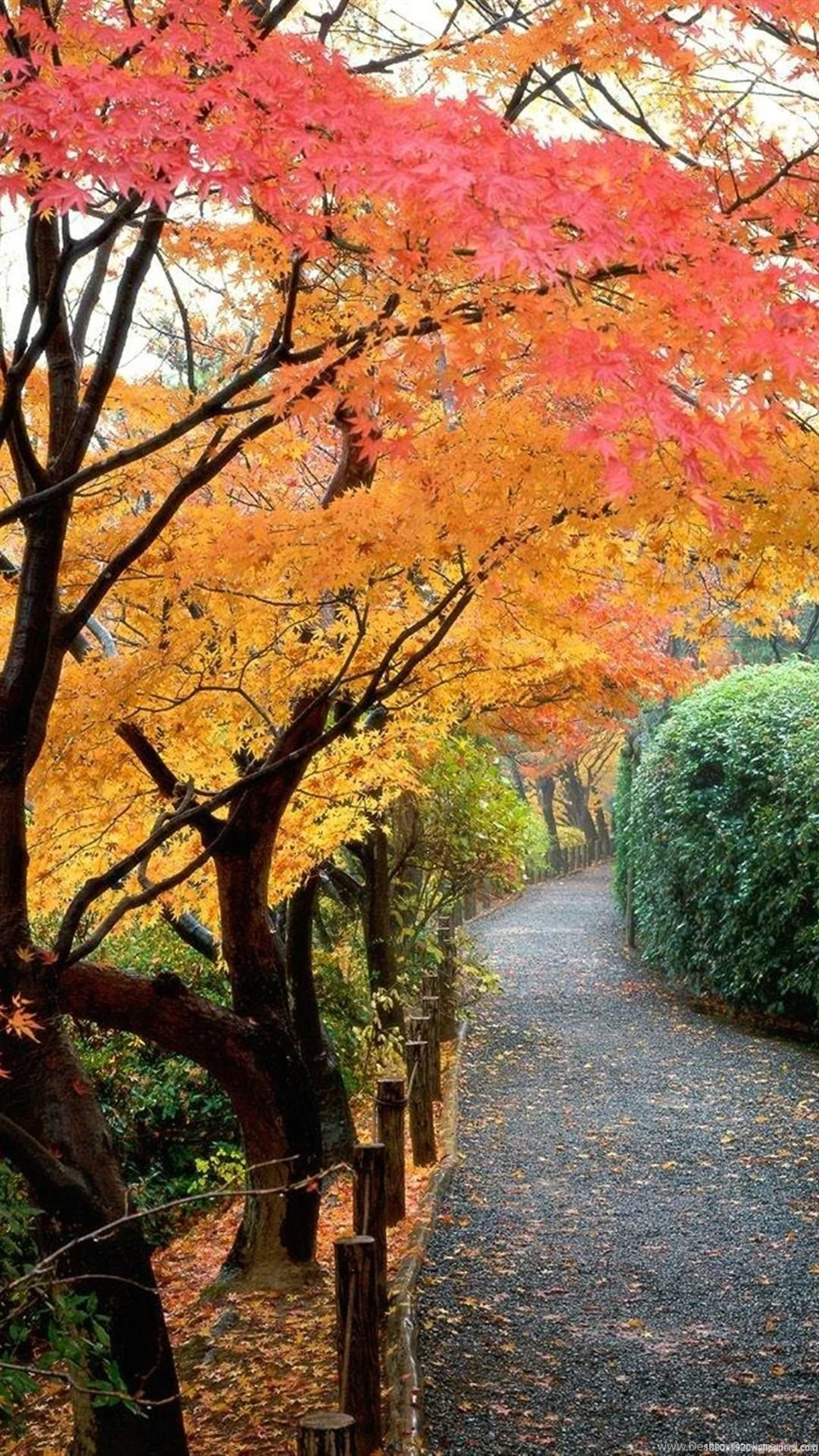 1080x1920 Autumn Wallpapers HD