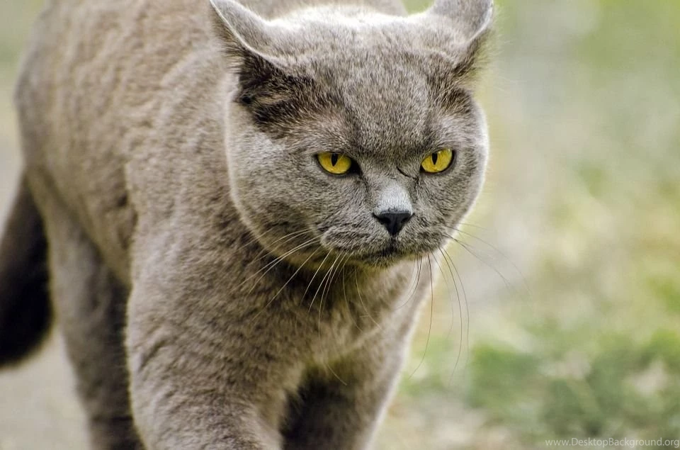 Free Photo: Cat, Animal, Background, Brown Free Image On Pixabay ...