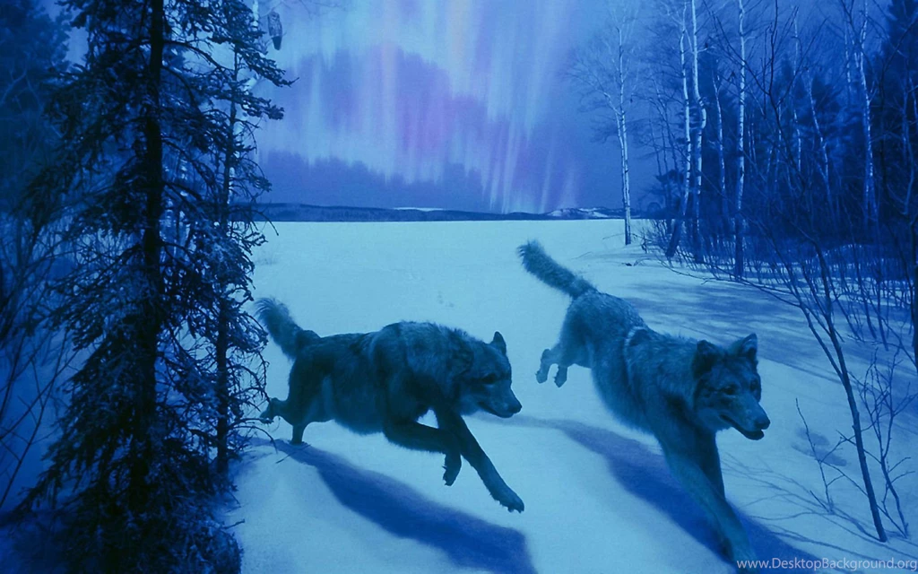 36424 Animal HD Wallpapers