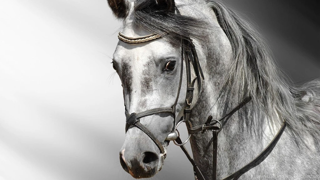 Animal Wallpaper Images 2085 HD Backgrounds