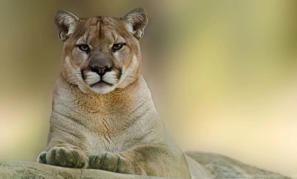 Puma Animal HD Wallpaper, Puma Animal Pictures