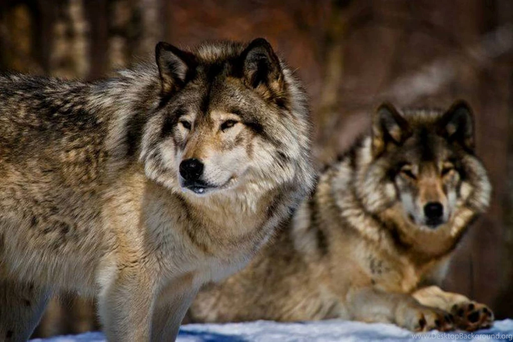 Dog Wallpapers, Cool Animals, Animal Background Images, Download ...