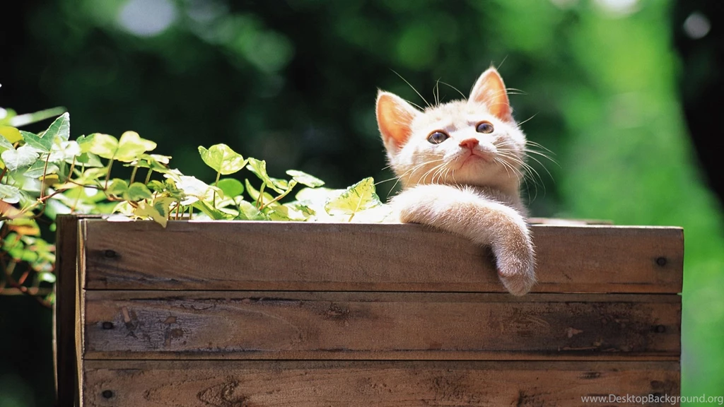 Download To Your PC Background Images Of Pretty Animals