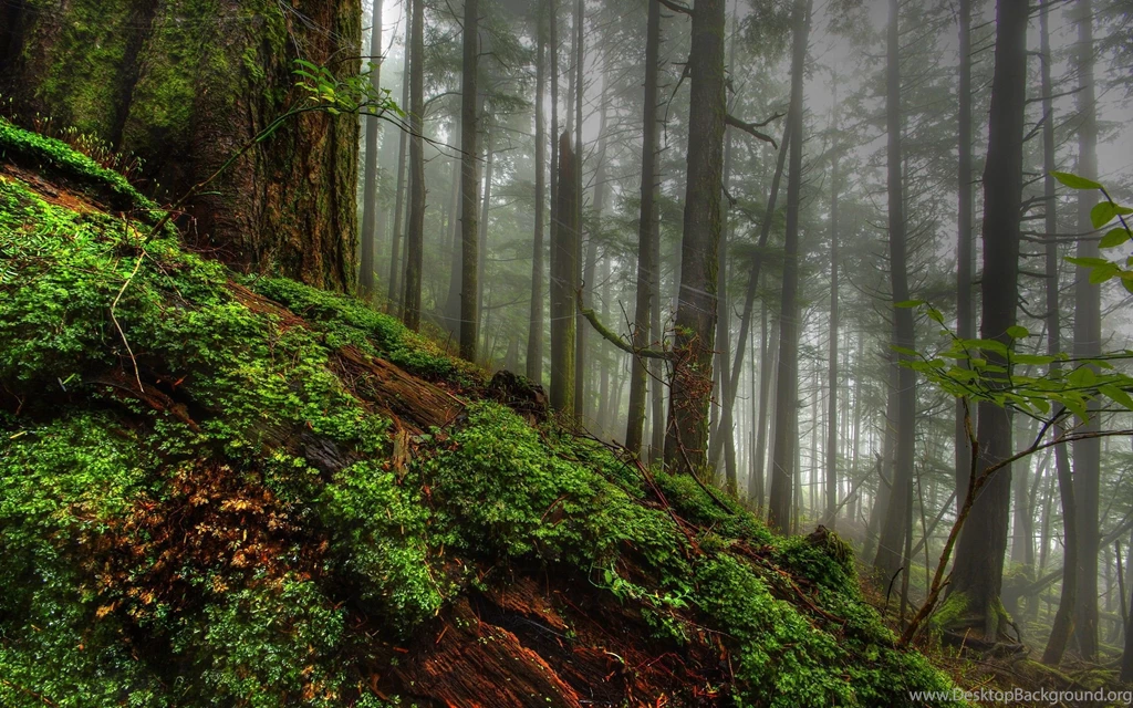 HDR Forest Wallpapers