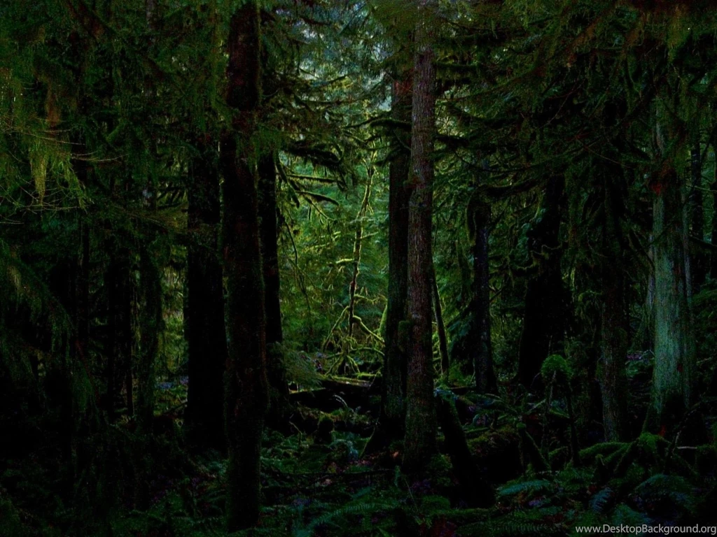 Forest Desktop Backgrounds Wallpapers Cave