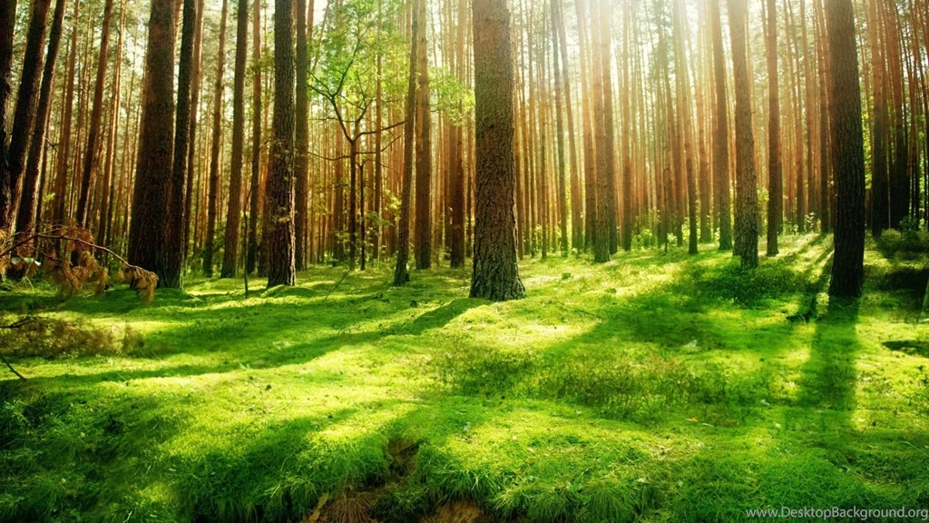 Forest Desktop Backgrounds HD 14685 HD Wallpapers Site