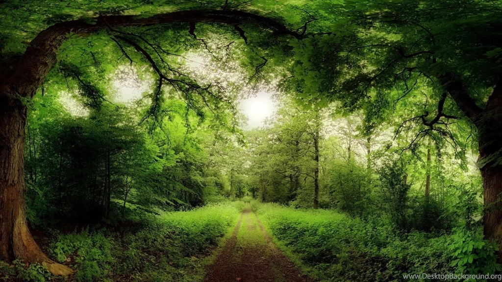 Road Through A Magical Forest Wallpapers 293370