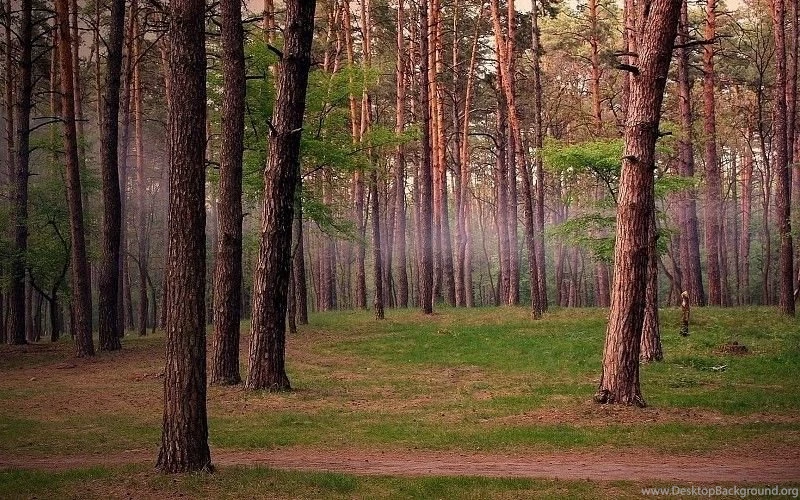 Summer Forest Trail Nature Fog Free Desktop Backgrounds Free ...