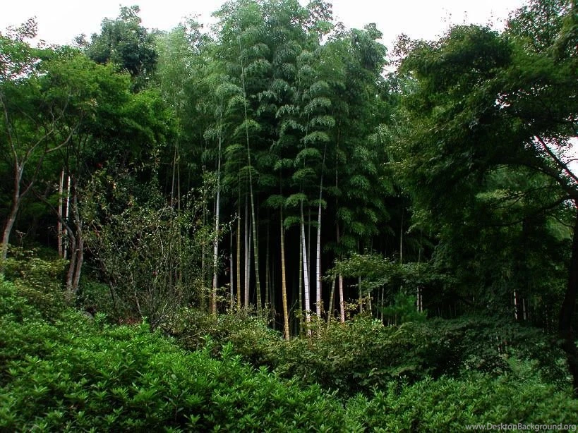 Bamboo Forest Best Desktop Backgrounds