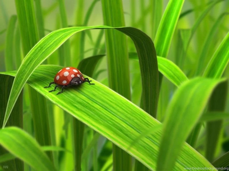 Insecto 800x600