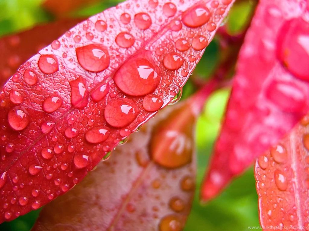 Water Drops On Leaves Wallpapers