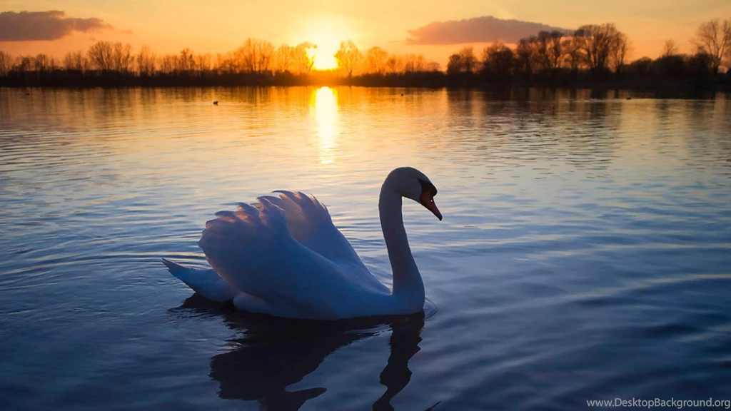 Swan Lake Sunset Wallpapers.jpg