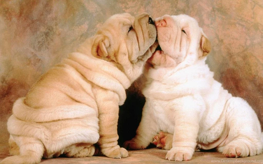 Cute Puppies Wallpapers The Wondrous Pics