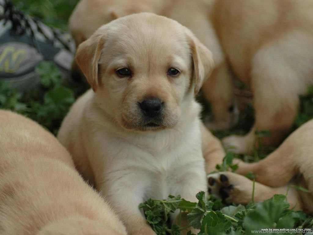 Cute Labrador Retriever Puppies Wallpapers HD Free Download