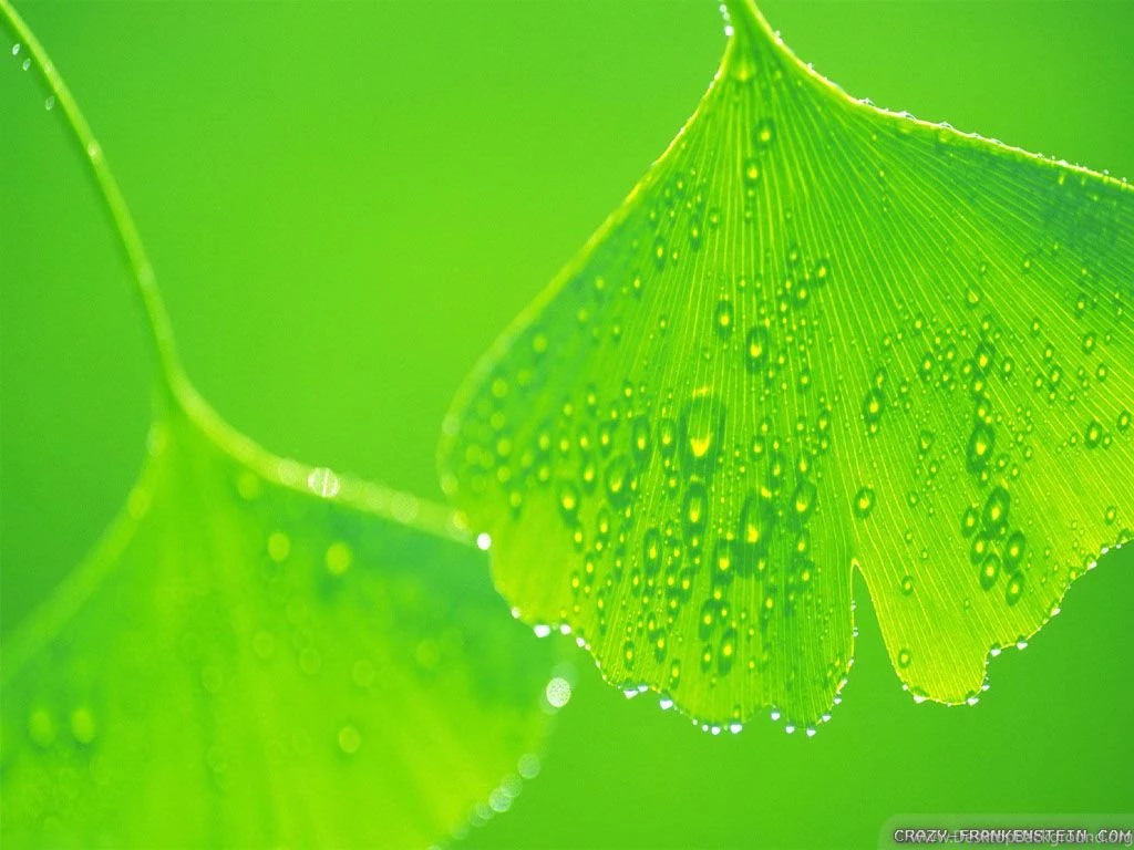 Summer Leaves Wallpapers 2 Crazy Frankenstein