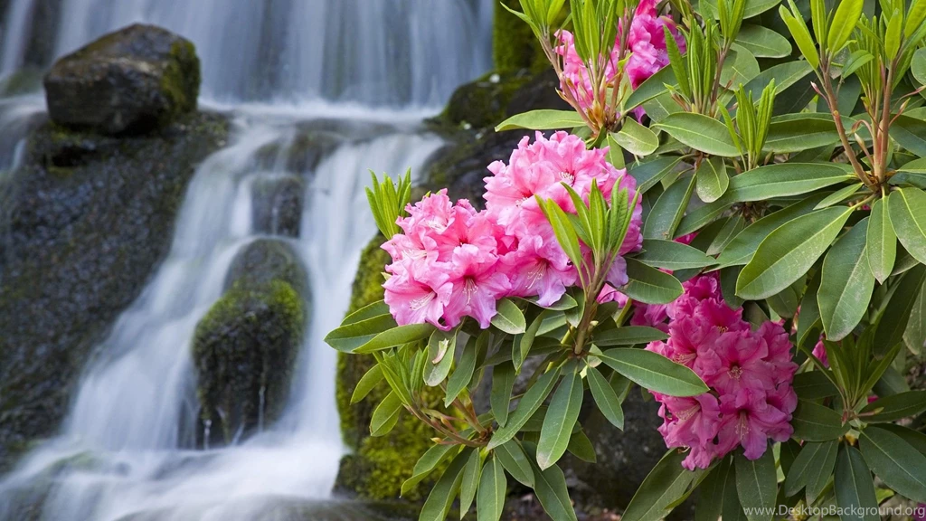 Desktop HD Floral Wallpapers CuteWallpaper.org