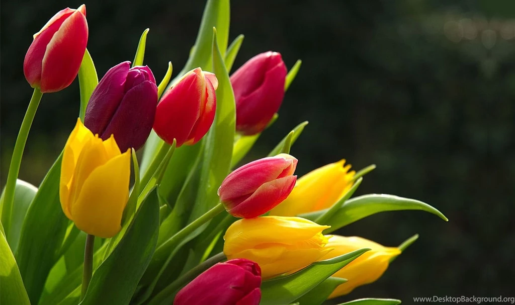 20+ HD Desktop Flower Wallpapers