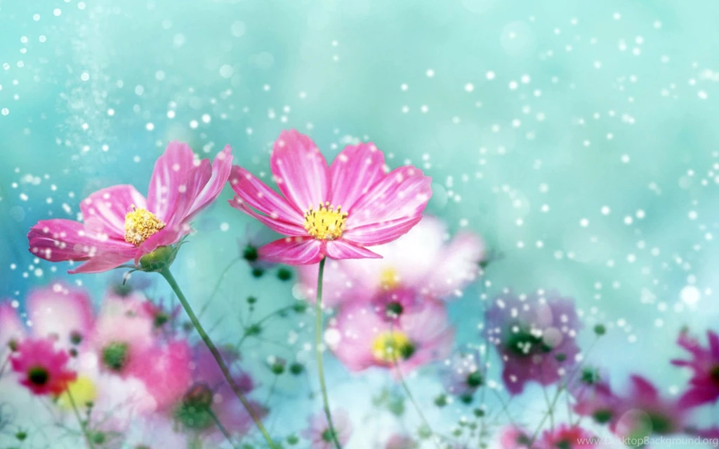 Gallery For Beautiful Flower Wallpapers Desktop