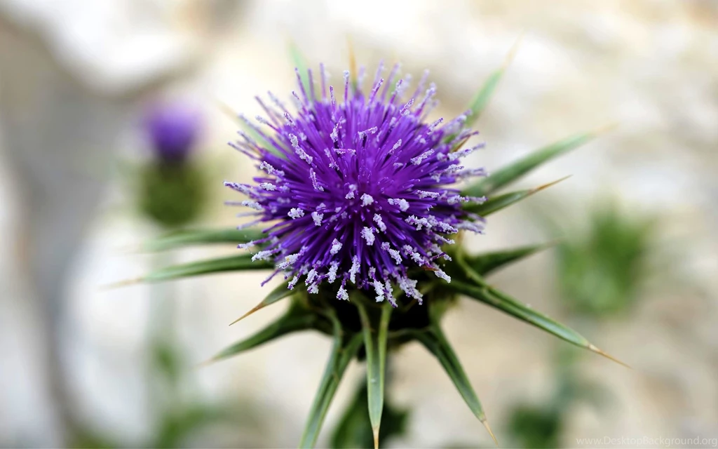 Free Flower Wallpapers For Desktop Burdock Flower Photos Of Get ...
