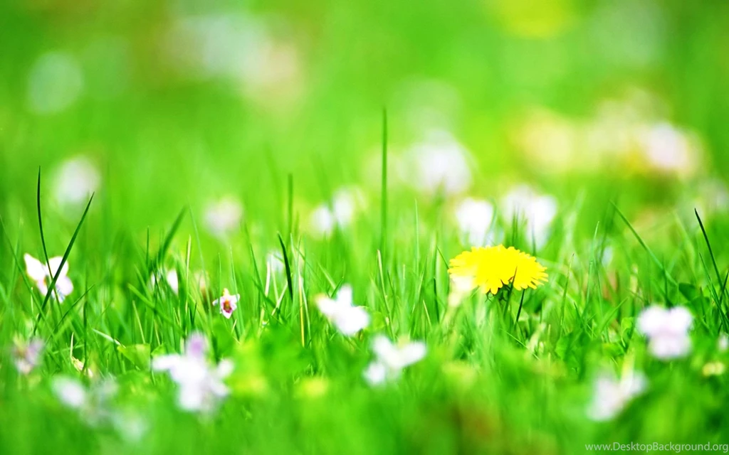 Flowers Wallpapers For Desktop Spring Flowers Photos Of Free ...