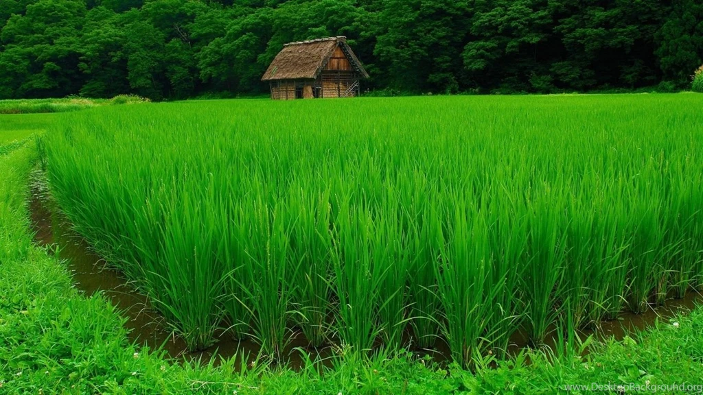 1366x768 Green Rice Wallpapers