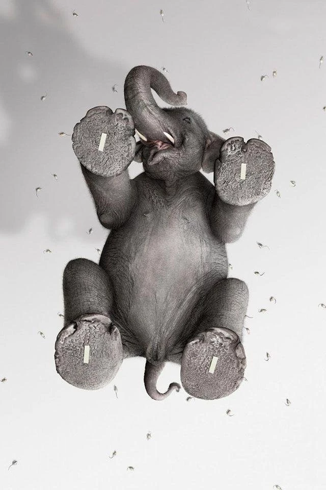 Iphone 4 wallpaper elephant.jpg