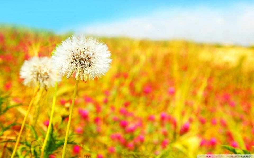 Spring Dandelions HD Desktop Wallpapers : Widescreen : High ...