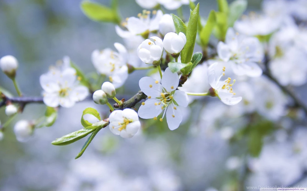Spring Blossoms HD 16:9 16:10 Desktop Wallpaper: Widescreen ...