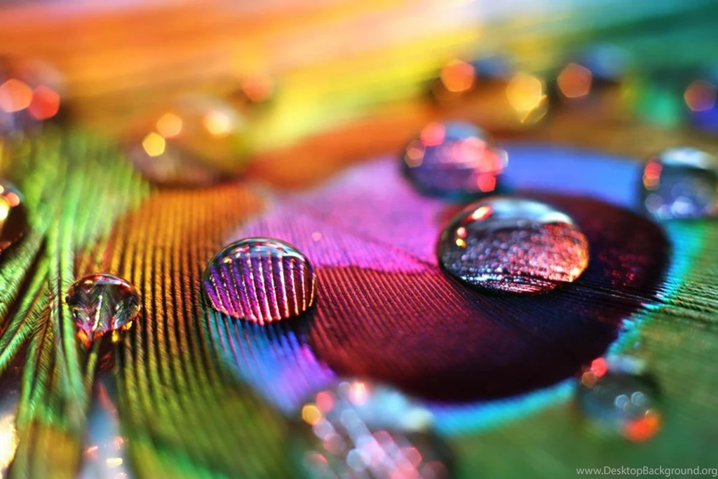 Rain On A Peacock Feather (