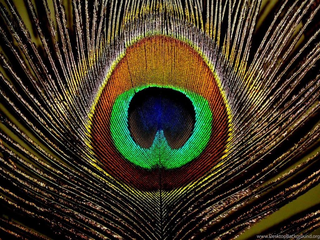 Peacock Feather Wallpapers