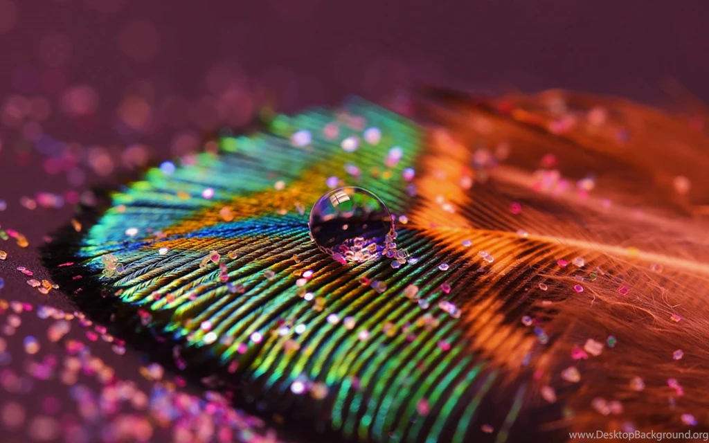 Beautiful Peacock Feather Images