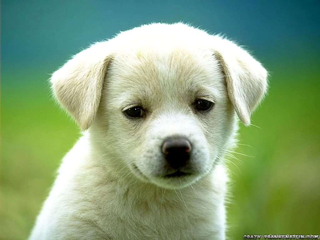 Super Cute Puppy Pictures Desktop Backgrounds