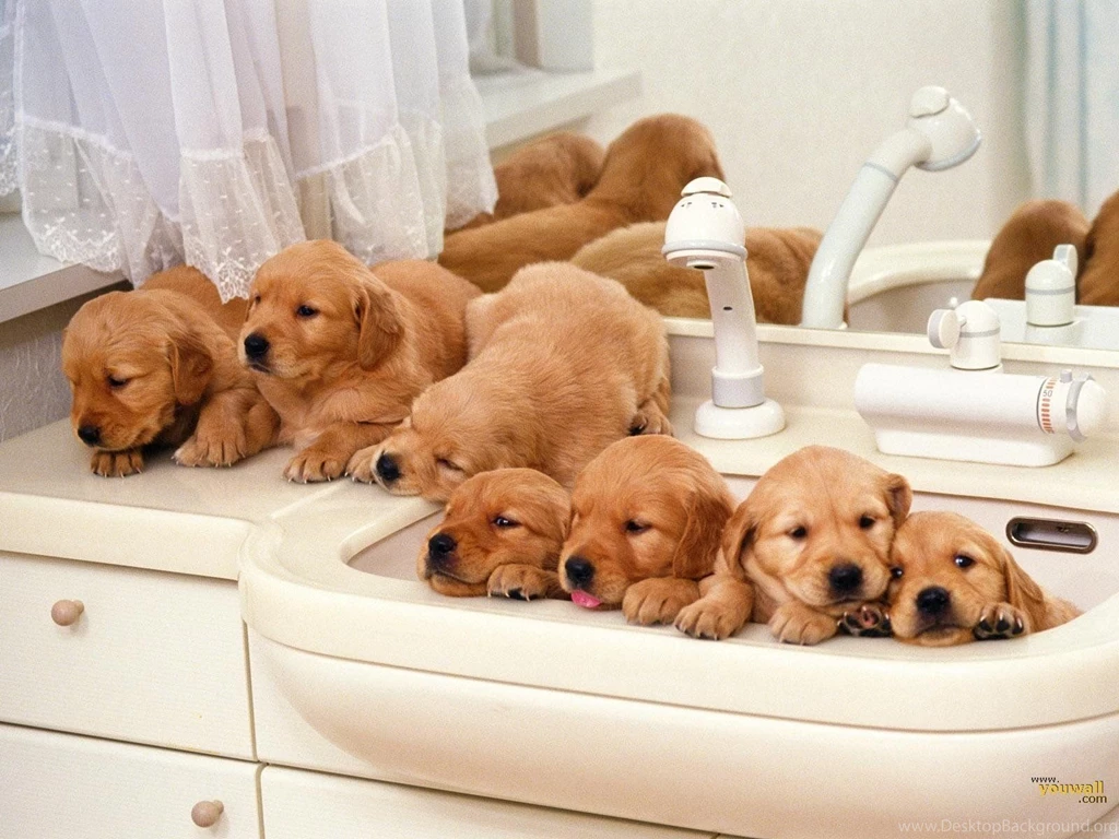 Westphalian Dachsbracke Puppies