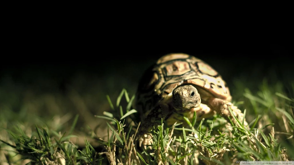 Download Close Up Eyes Wallpapers 2560x1600