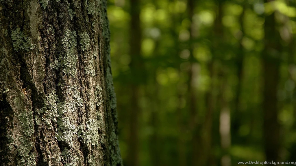 Forrest Wallpapers 63109