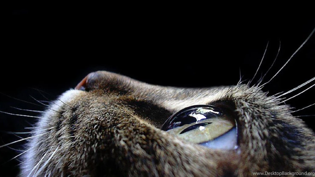Close up Eyes Cats Faces Wallpapers