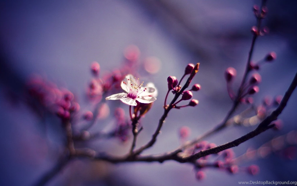 Nature Branch Flower Cherry Spring Close Up Wallpapers