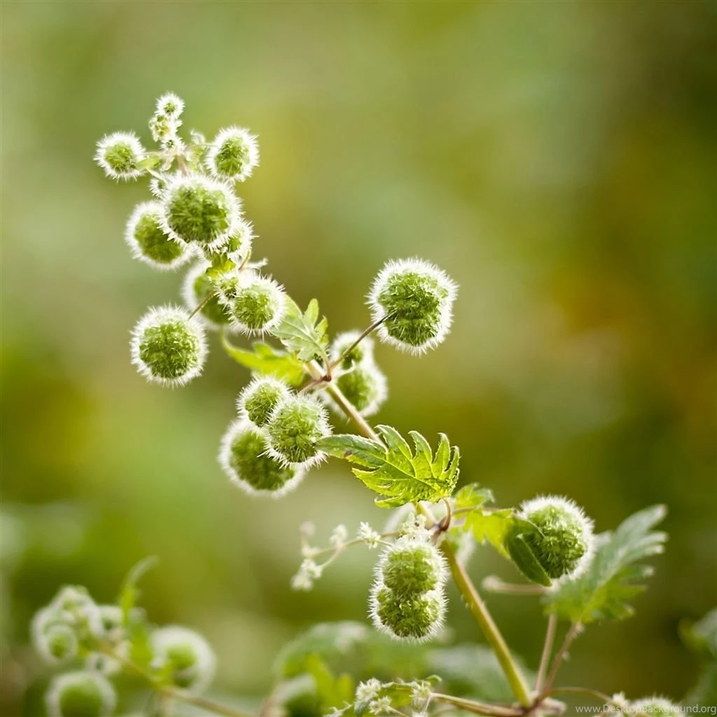 Plant Close Up iPad Air Wallpapers Download
