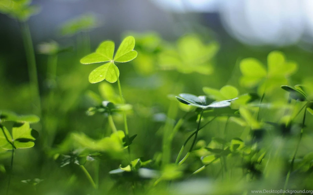 Green Nature Wallpapers
