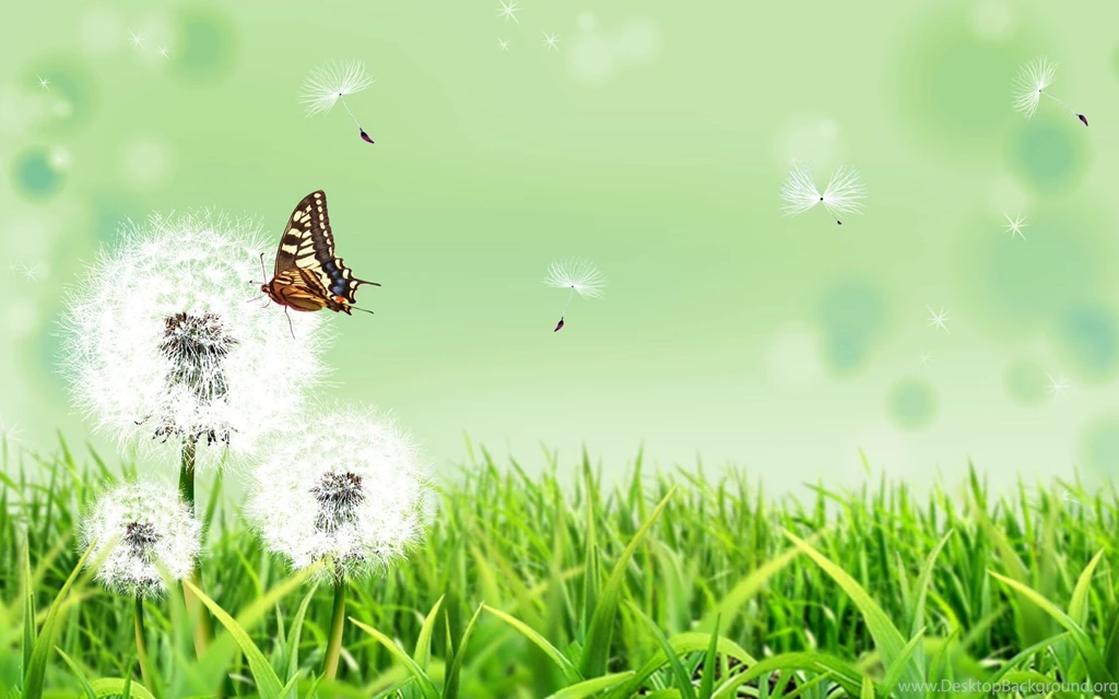 Nature Butterfly Backgrounds : Full HD Desktop Wallpapers : Wallinda